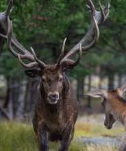 Kronhjortar vid Käringsunds viltsafari.
