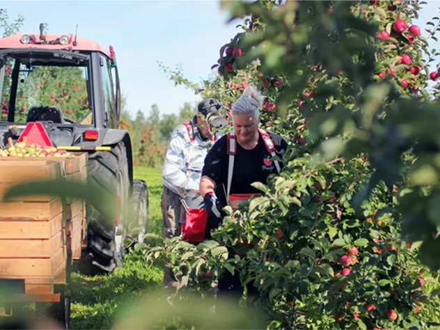 Äppelträd och plockning vid Öfvergårds äppelodlingar på Åland.