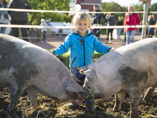 Barn som hälsar på hos grisarna under Skördefesten på Åland.