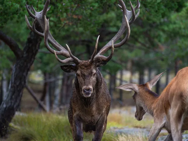 Kronhjortar vid Käringsunds viltsafari.