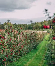 Äppelträd med röda äppel vid Grannas äppelodlingar på Åland.