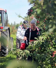 Värdparet vid Öfvergårds äppelodling skördar äpplen.