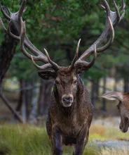Kronhjortar vid Käringsunds viltsafari.