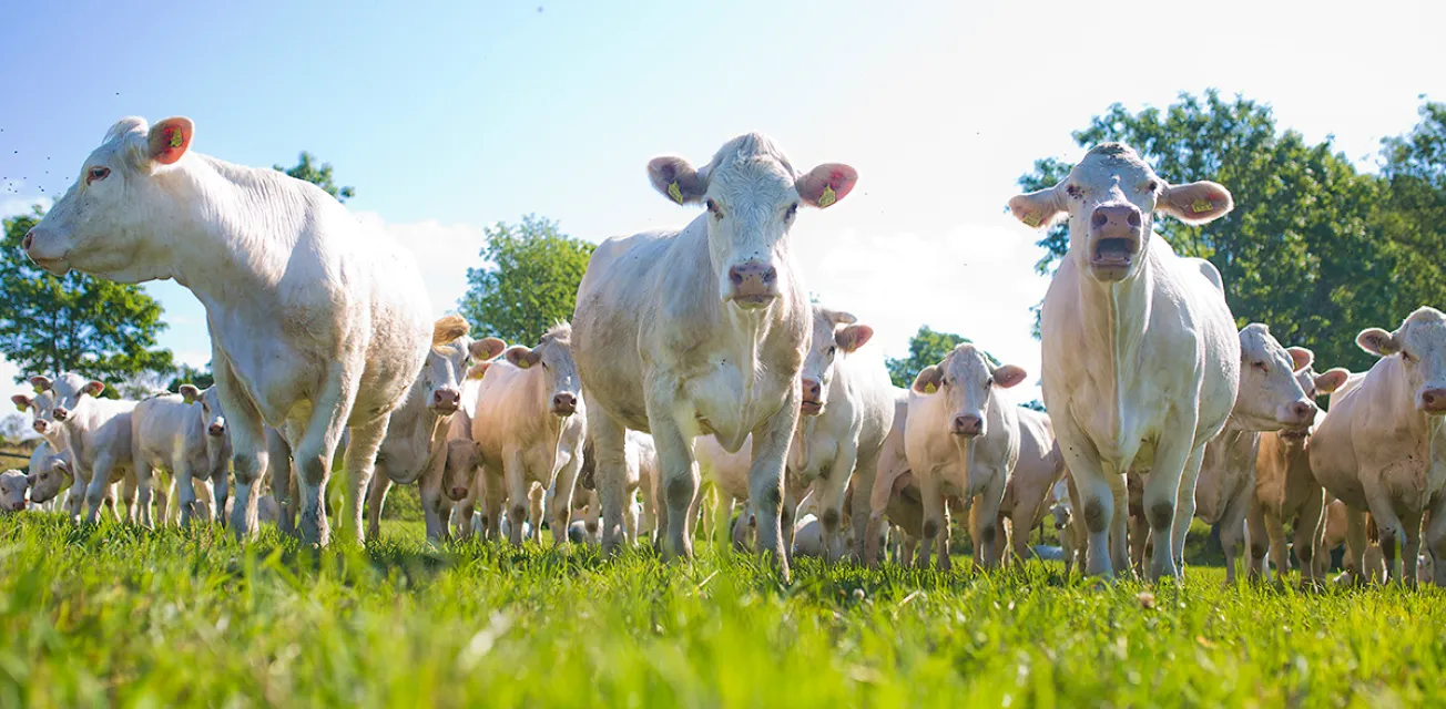 Vita charolais-kor i Bolstaholm.