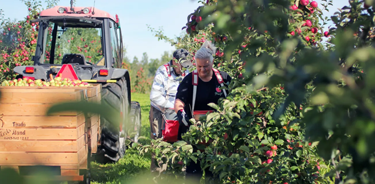 Äppelträd och plockning vid Öfvergårds äppelodlingar på Åland.