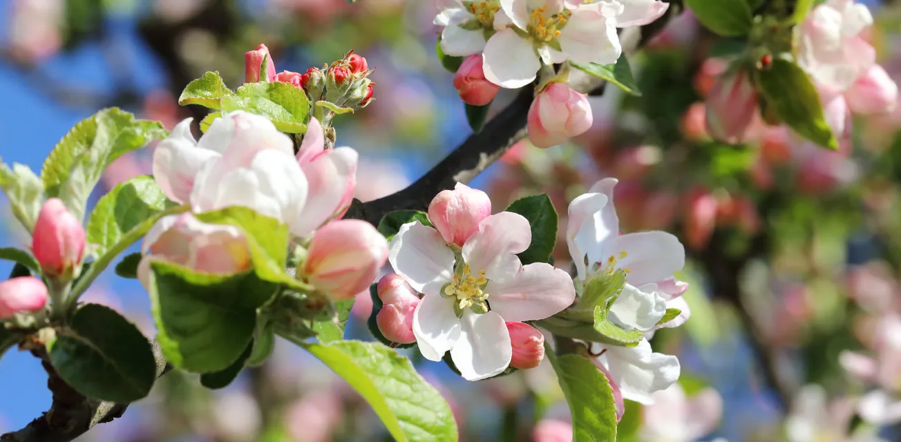 Äppelblommor på våren.