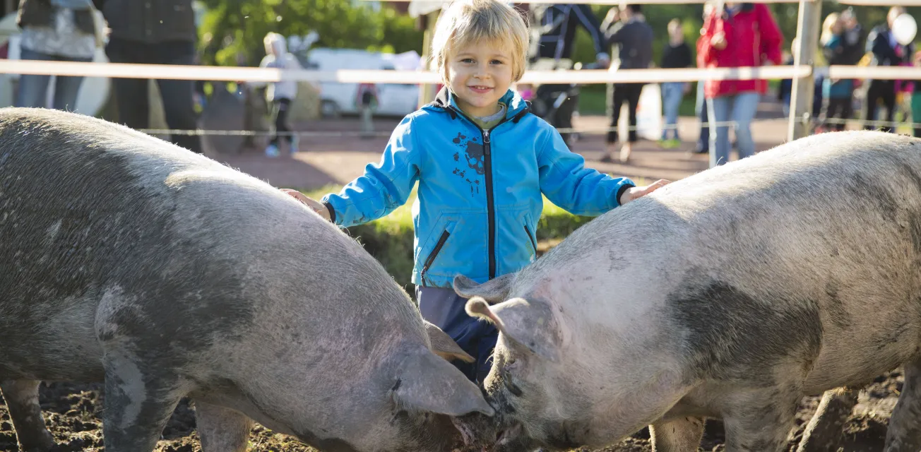 Barn som hälsar på hos grisarna under Skördefesten på Åland.