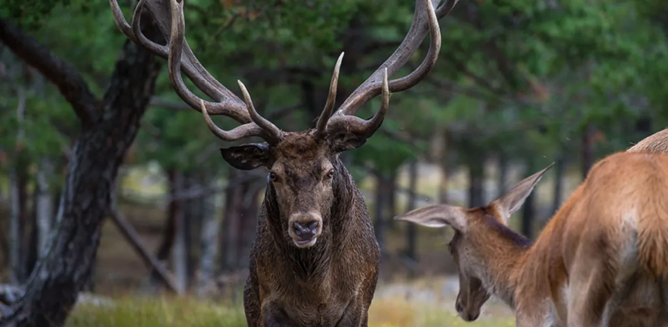 Kronhjortar vid Käringsunds viltsafari.