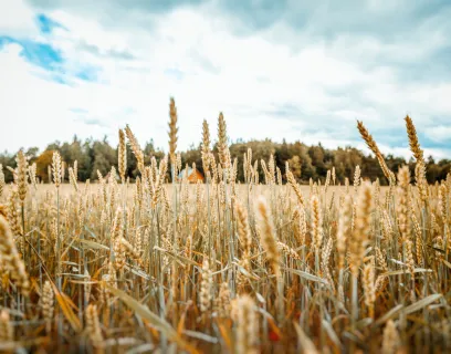 Gult vetefält med skog, moln, blå himmel och ett rött hus i bakgrunden. 