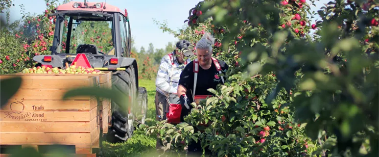 Värdparet vid Öfvergårds äppelodling skördar äpplen.