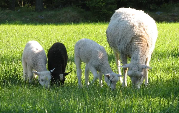 Marskogens lamm - får på bete